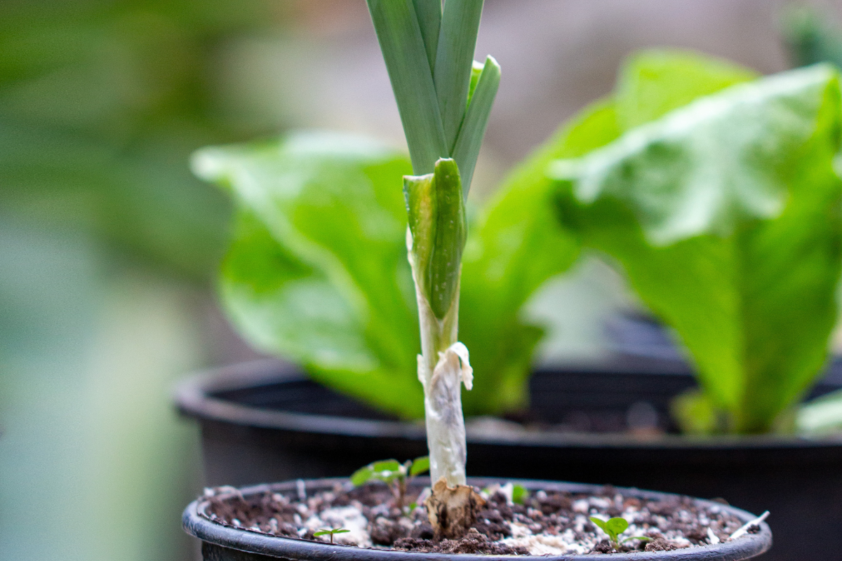 O Momento Certo de Colher: Como Saber Que o Alho Está Pronto? - inspiração 2