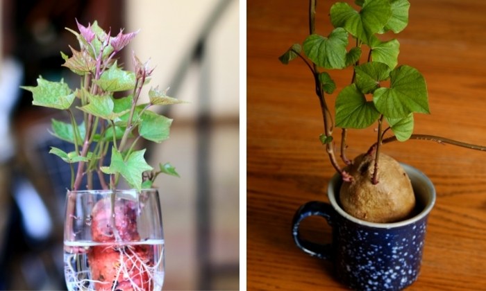 Preparando o Substrato Perfeito para o Plantio - inspiração 1