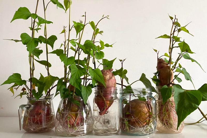 O Posicionamento Estratégico do Vaso para Máximo Sol - inspiração 1