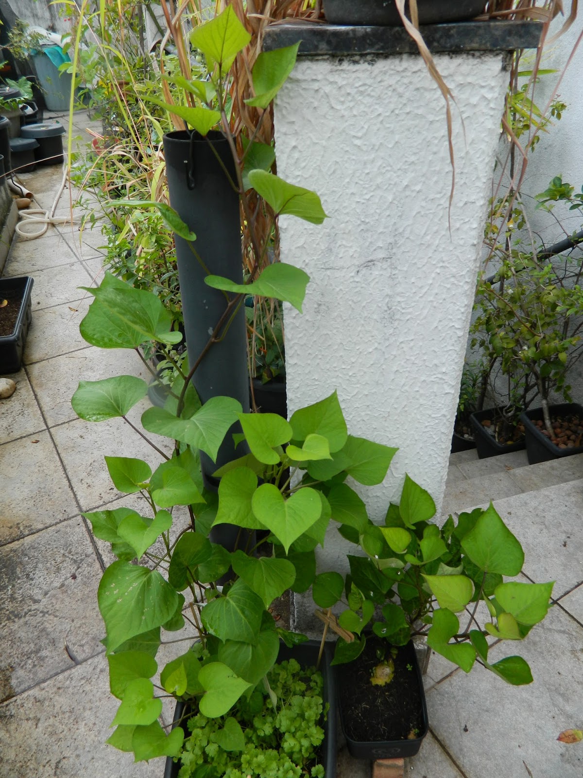 Rega Consciente: Quando e Como Hidratar Sua Batata-Doce - inspiração 2