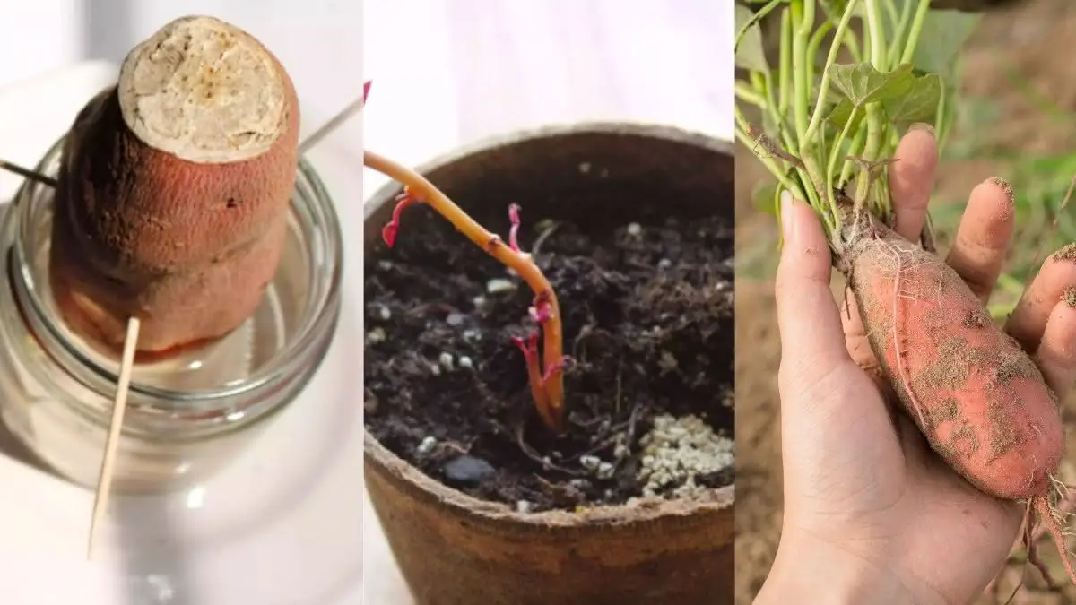 Adubação Essencial: Nutrientes que Fazem a Diferença - inspiração 2