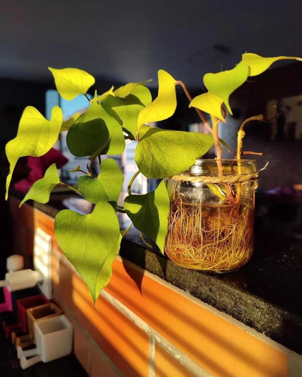 O Combate Natural a Pragas e Doenças Comuns - inspiração 2