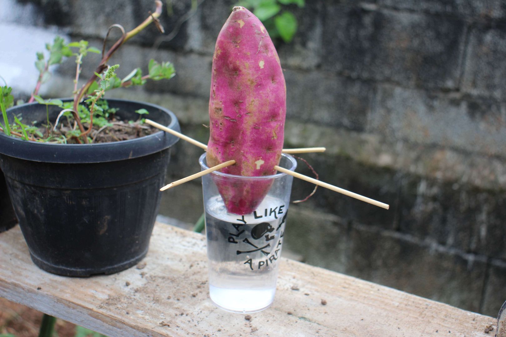 Entendendo o Ciclo de Crescimento e a Hora Certa de Colher - inspiração 2