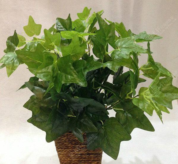 Cuidados Pós-Colheita para Garantir Futuras Plantações - inspiração 2