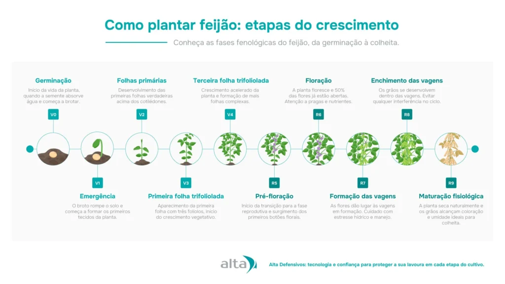 Escolhendo a Variedade Certa Para o Seu Clima - inspiração 1