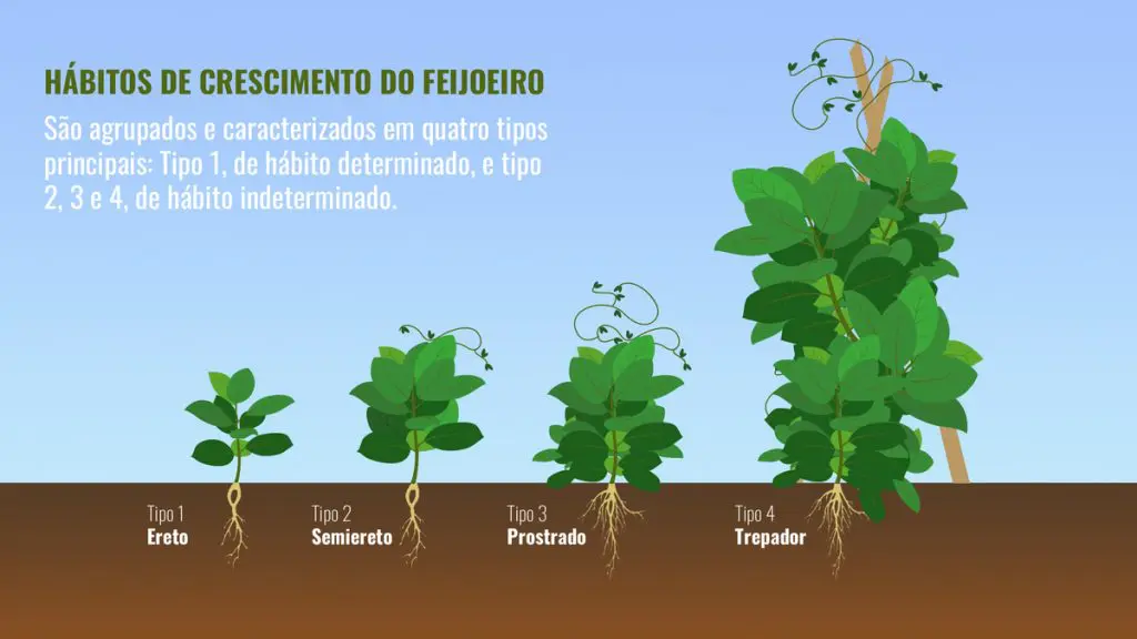 Plantio Estratégico: A Profundidade e o Espaçamento Corretos - inspiração 2