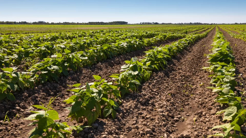 Rega Consciente: O Ponto Ideal Para Não Prejudicar Suas Plantas - inspiração 2