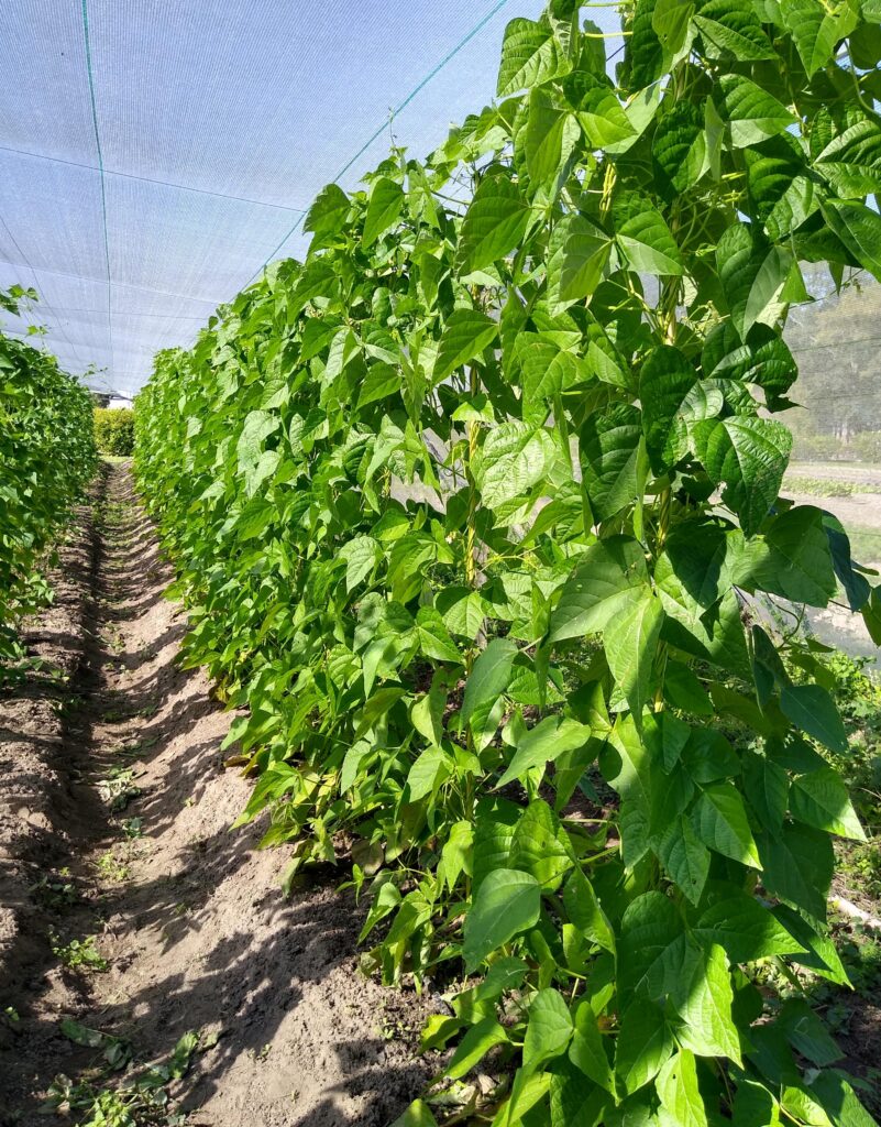 Manejo da Cultura: Podas e Suportes Que Estimulam o Crescimento - inspiração 2