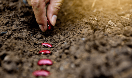 O Momento Exato da Colheita Para Máxima Qualidade - inspiração 1