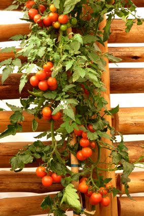A Hora da Colheita: Saboreando Seus Tomates Frescos - inspiração 2