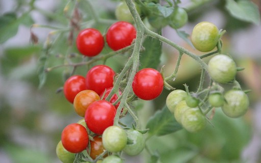 Onde Posicionar Seu Vaso: Sol é o Segredo - inspiração 2