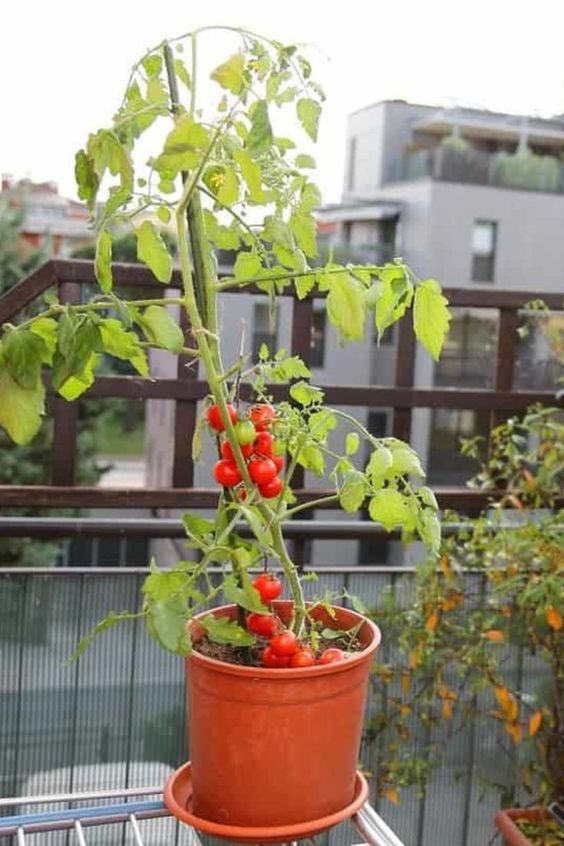 Plantio: Sementes ou Mudas, Qual a Melhor Opção? - inspiração 1