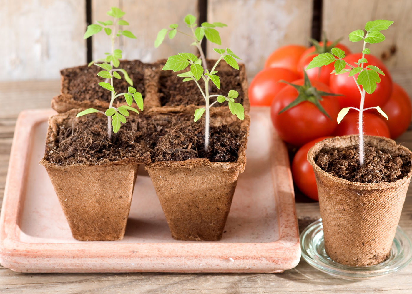 Rega Consciente: Equilíbrio é Fundamental - inspiração 1