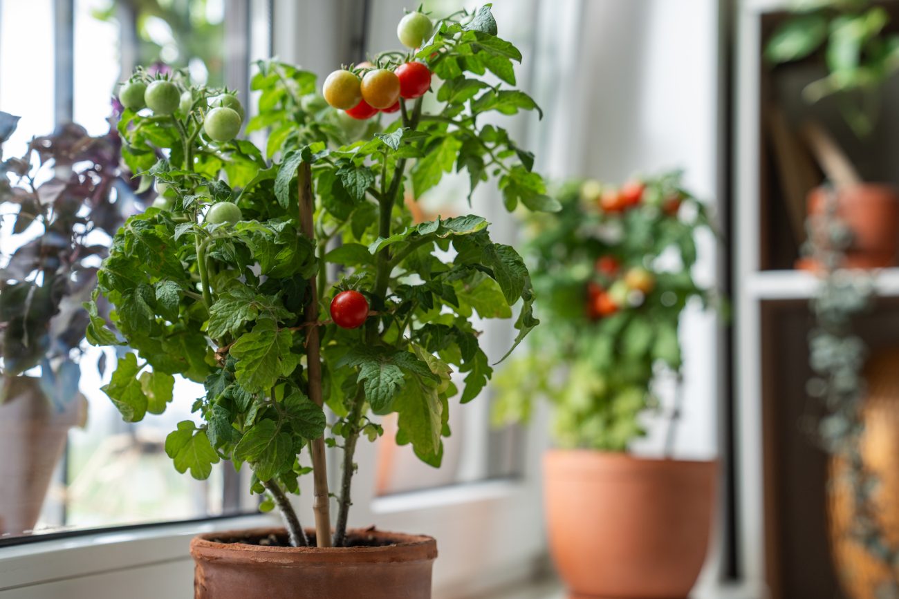 Rega Consciente: Equilíbrio é Fundamental - inspiração 2