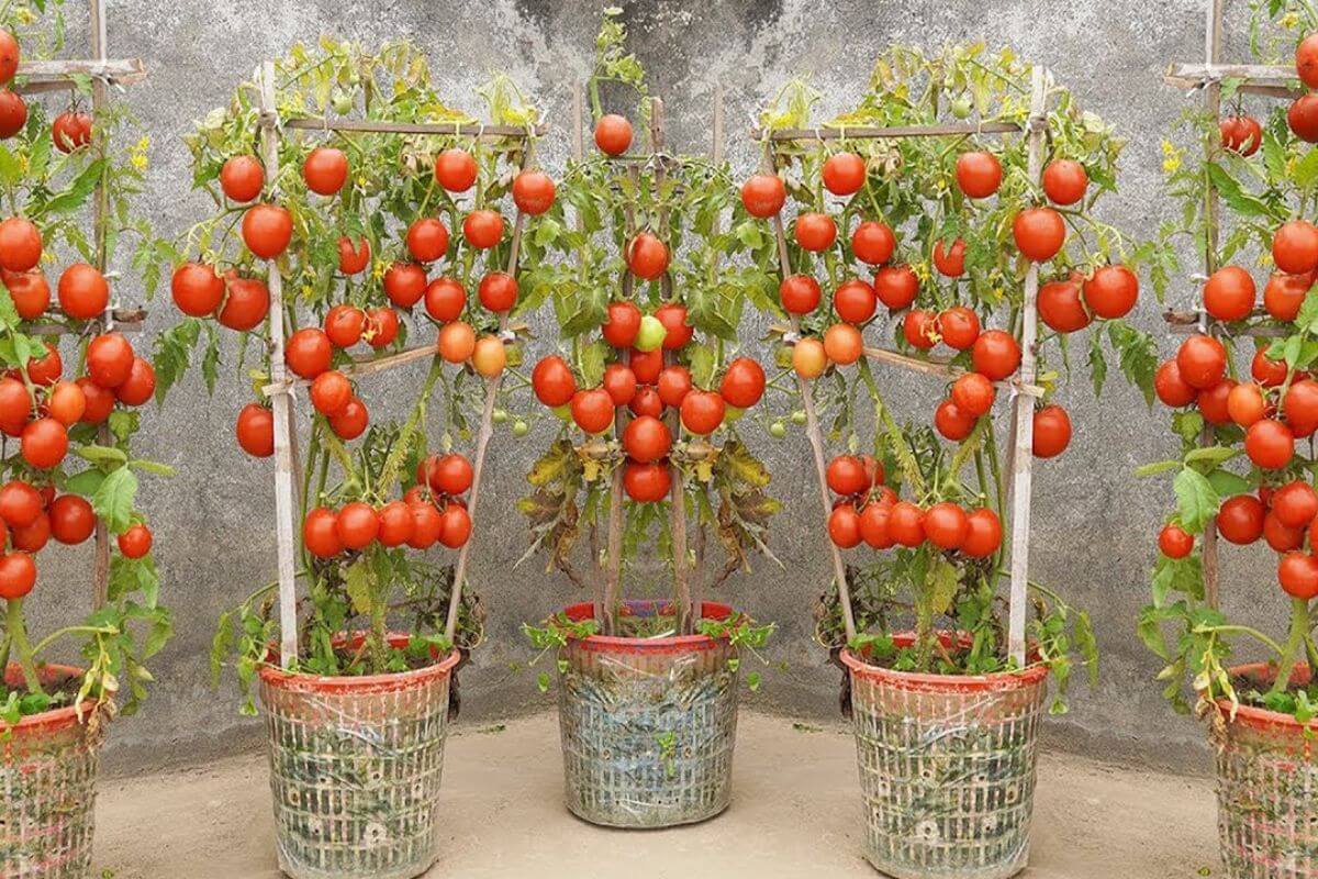 Nutrição Essencial: Adubação para Frutos Doces - inspiração 2