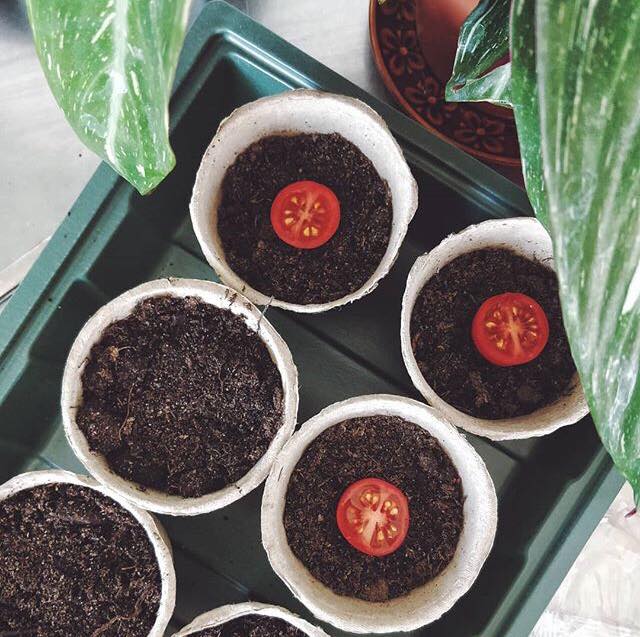 Podas e Suportes: Garantindo Crescimento Saudável - inspiração 1