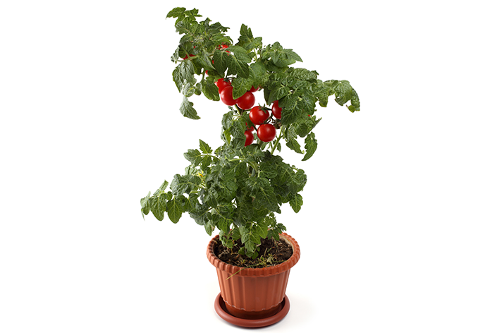 Pragas e Doenças: Prevenção e Controle Natural - inspiração 1