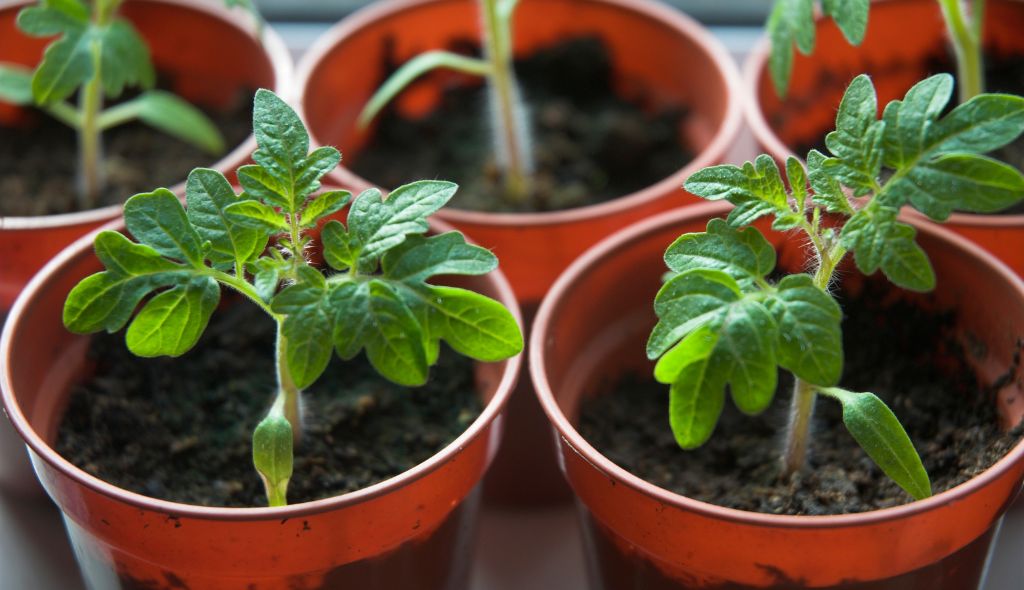 Pragas e Doenças: Prevenção e Controle Natural - inspiração 2