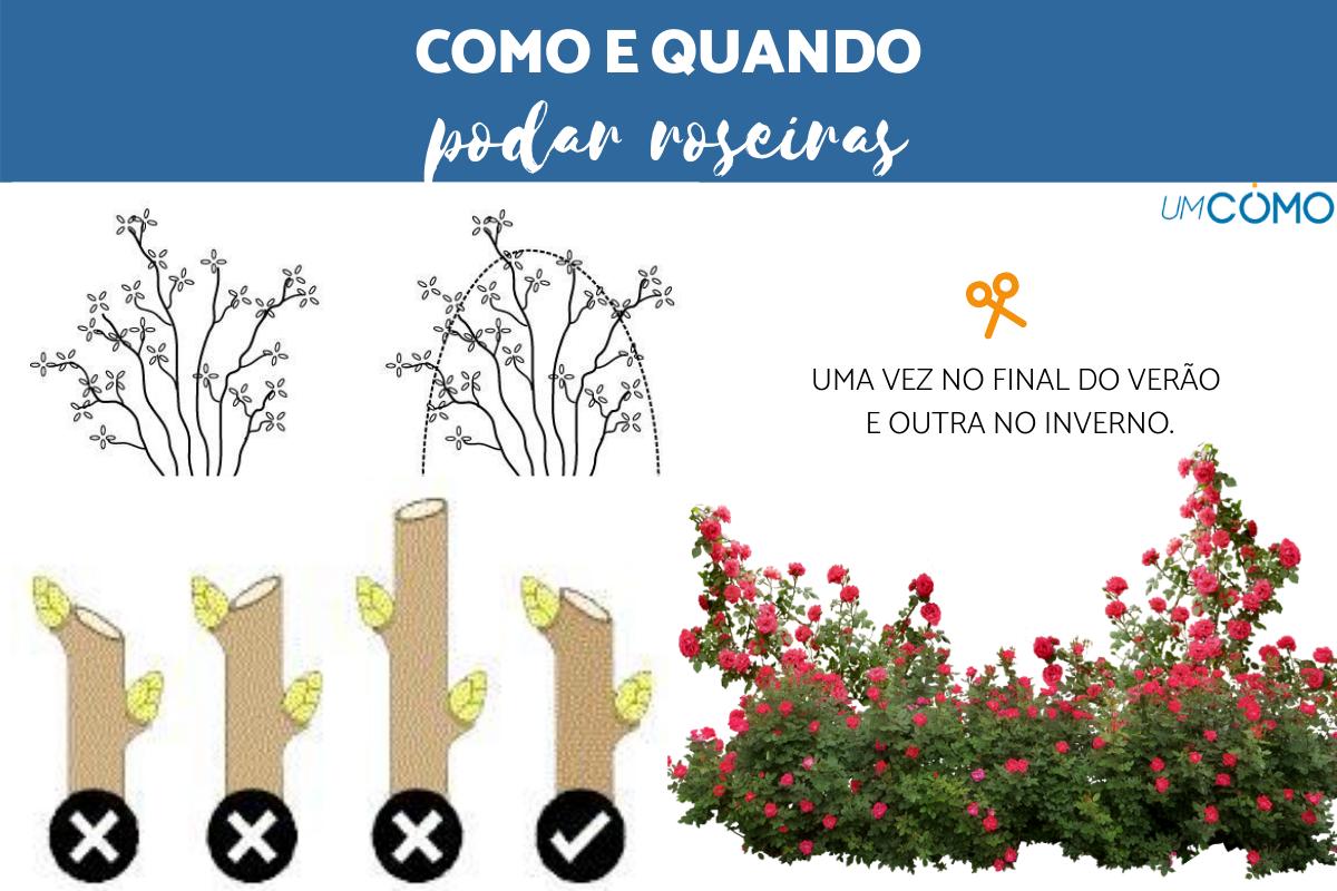 Por que podar suas roseiras é fundamental? - inspiração 1