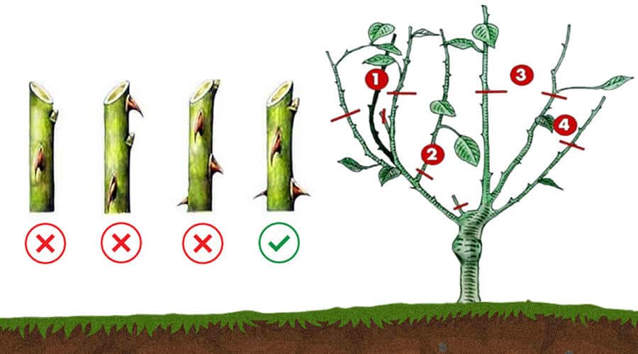 Por que podar suas roseiras é fundamental? - inspiração 2