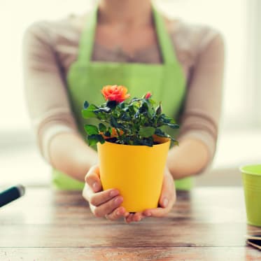 Erros comuns ao podar e como evitá-los - inspiração 1