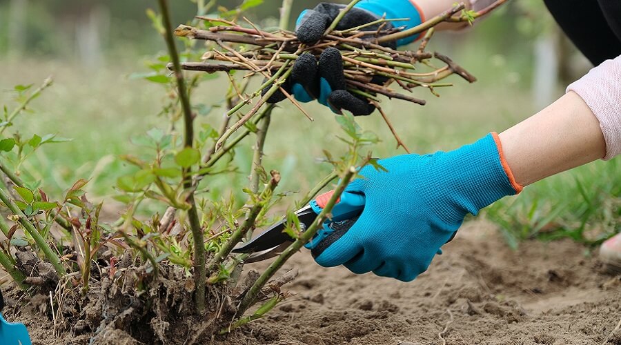 Erros comuns ao podar e como evitá-los - inspiração 2