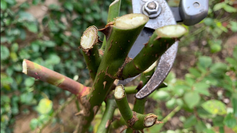 O melhor momento para a poda: estação e clima ideais - inspiração 1
