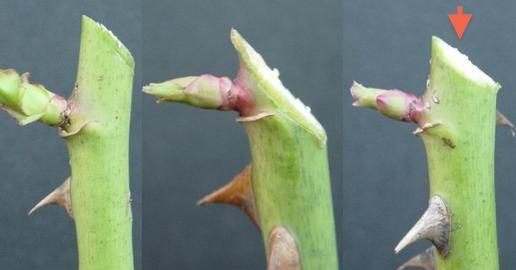 O melhor momento para a poda: estação e clima ideais - inspiração 2