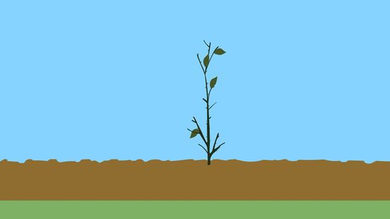 Poda de formação: moldando roseiras jovens para o futuro - inspiração 1