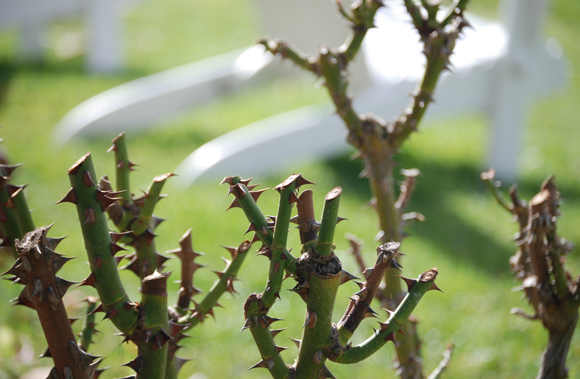 Poda de formação: moldando roseiras jovens para o futuro - inspiração 2