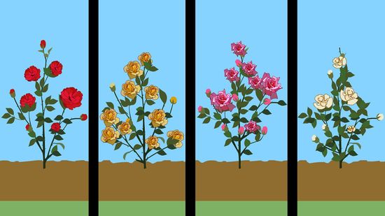 Poda de manutenção: limpando e estimulando a floração - inspiração 2
