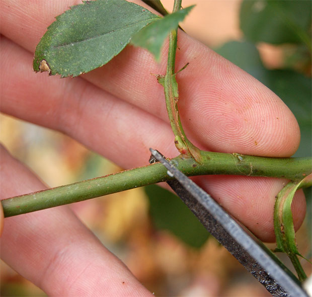 Como identificar e remover galhos doentes ou mortos - inspiração 2