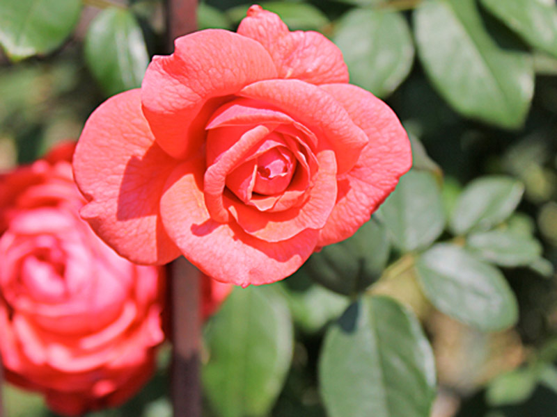 Técnicas de corte: o ângulo e a direção que fazem a diferença - inspiração 1