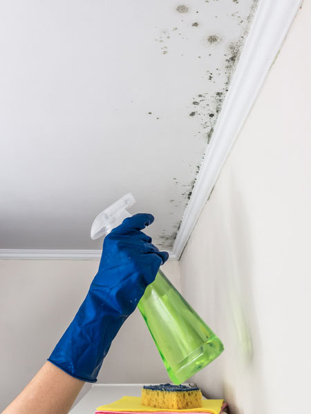 Produtos Específicos: Armas Secretas Contra o Mofo Persistente - inspiração 1