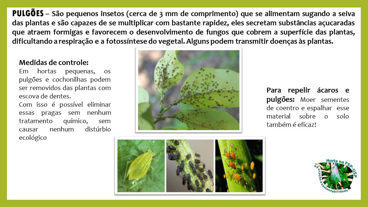 Por Que o Controle Biológico é Essencial para Sua Horta? - inspiração 1