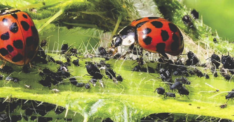 Prevenção é a Chave: Manutenção da Horta para Evitar Infestações - inspiração 1