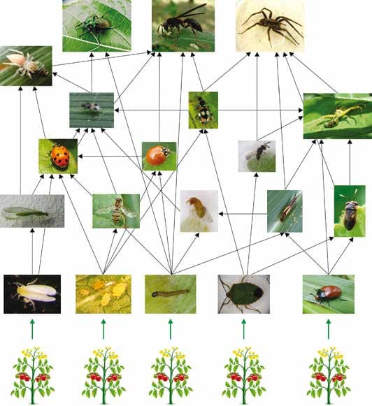 Prevenção é a Chave: Manutenção da Horta para Evitar Infestações - inspiração 2