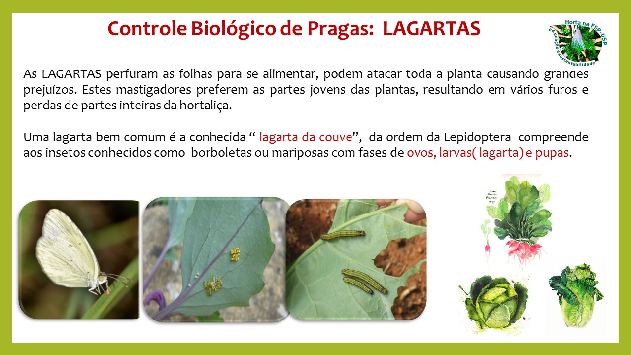 Identificando os Inimigos Naturais dos Seus Vegetais - inspiração 1