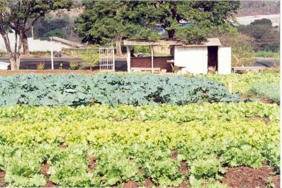 Plantas Amigas: Atraidoras Naturais de Inimigos das Pragas - inspiração 2