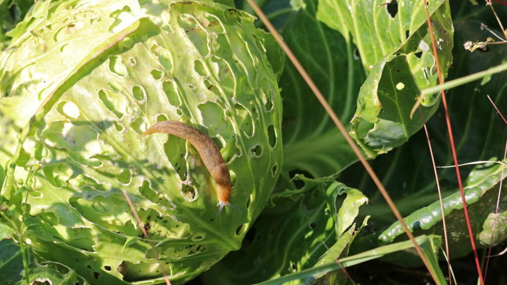 Armadilhas Caseiras para Monitorar e Capturar Insetos Indesejados - inspiração 1