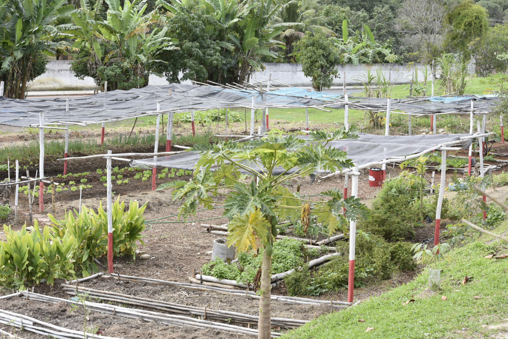Misturas Caseiras de Defensivos Naturais: Receitas que Funcionam - inspiração 1