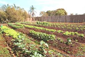 Misturas Caseiras de Defensivos Naturais: Receitas que Funcionam - inspiração 2
