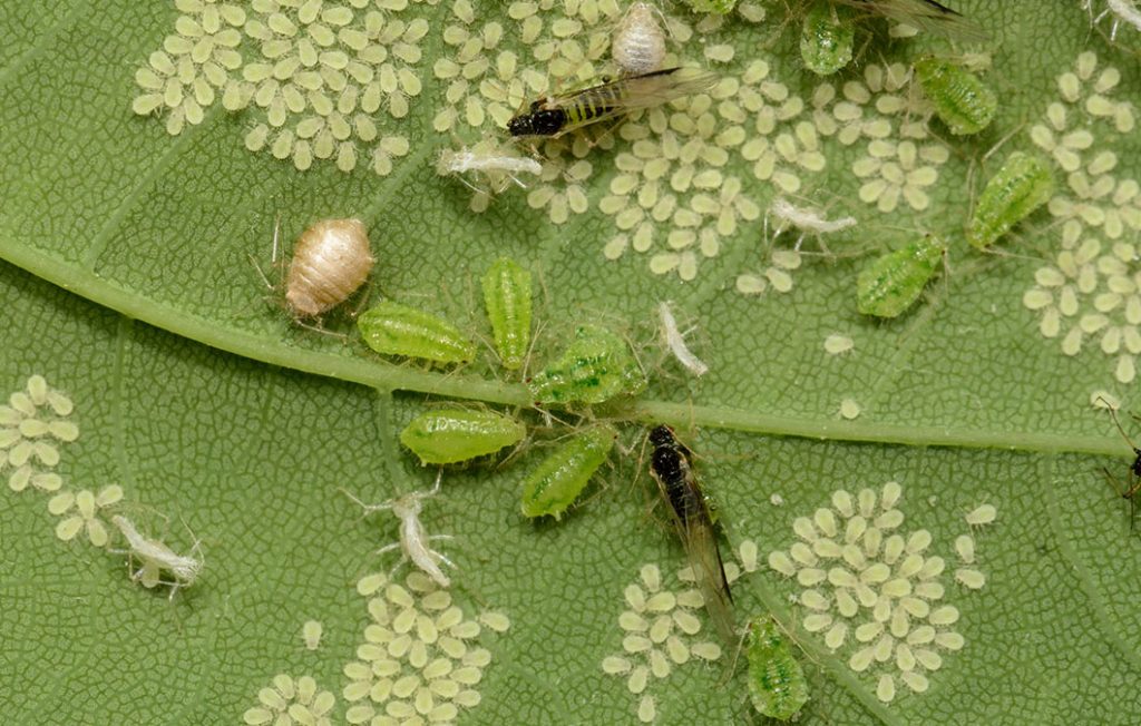 Cuidados Específicos para Cada Tipo de Planta em Sua Horta - inspiração 1