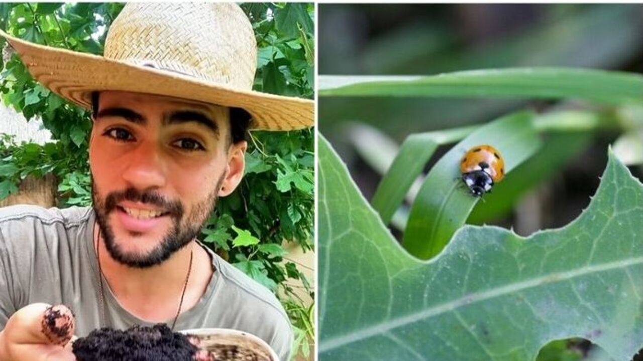 O Ciclo da Natureza: Integrando o Controle Biológico ao Seu Cotidiano - inspiração 1