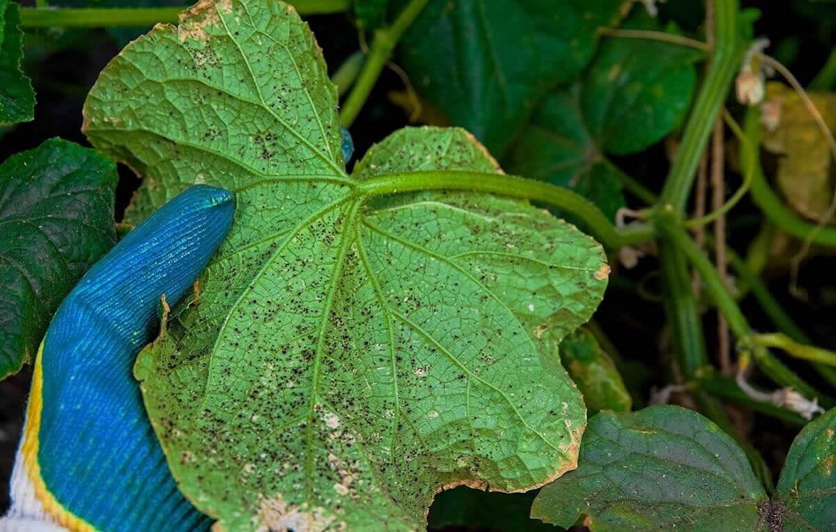 O Ciclo da Natureza: Integrando o Controle Biológico ao Seu Cotidiano - inspiração 2