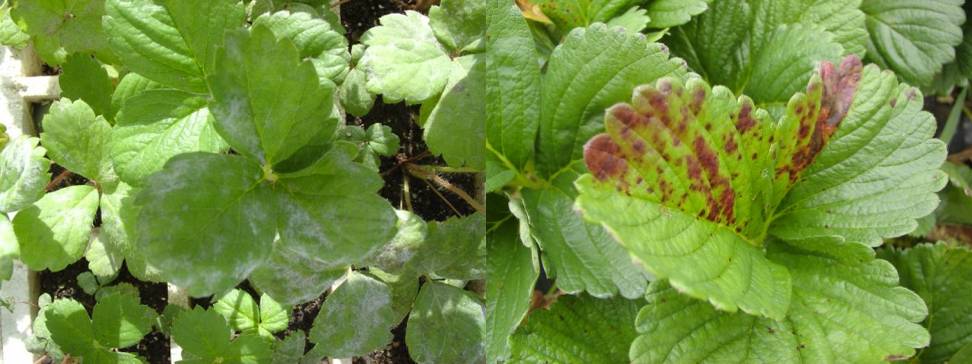 Soluções Complementares: Quando o Leite Pode Não Ser Suficiente - inspiração 1