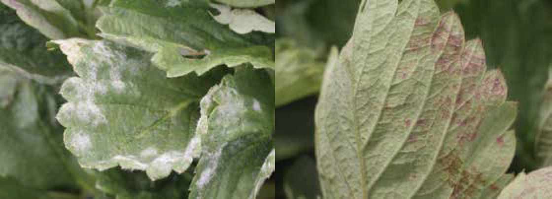 As Vantagens do Leite em Relação aos Pesticidas Químicos - inspiração 2