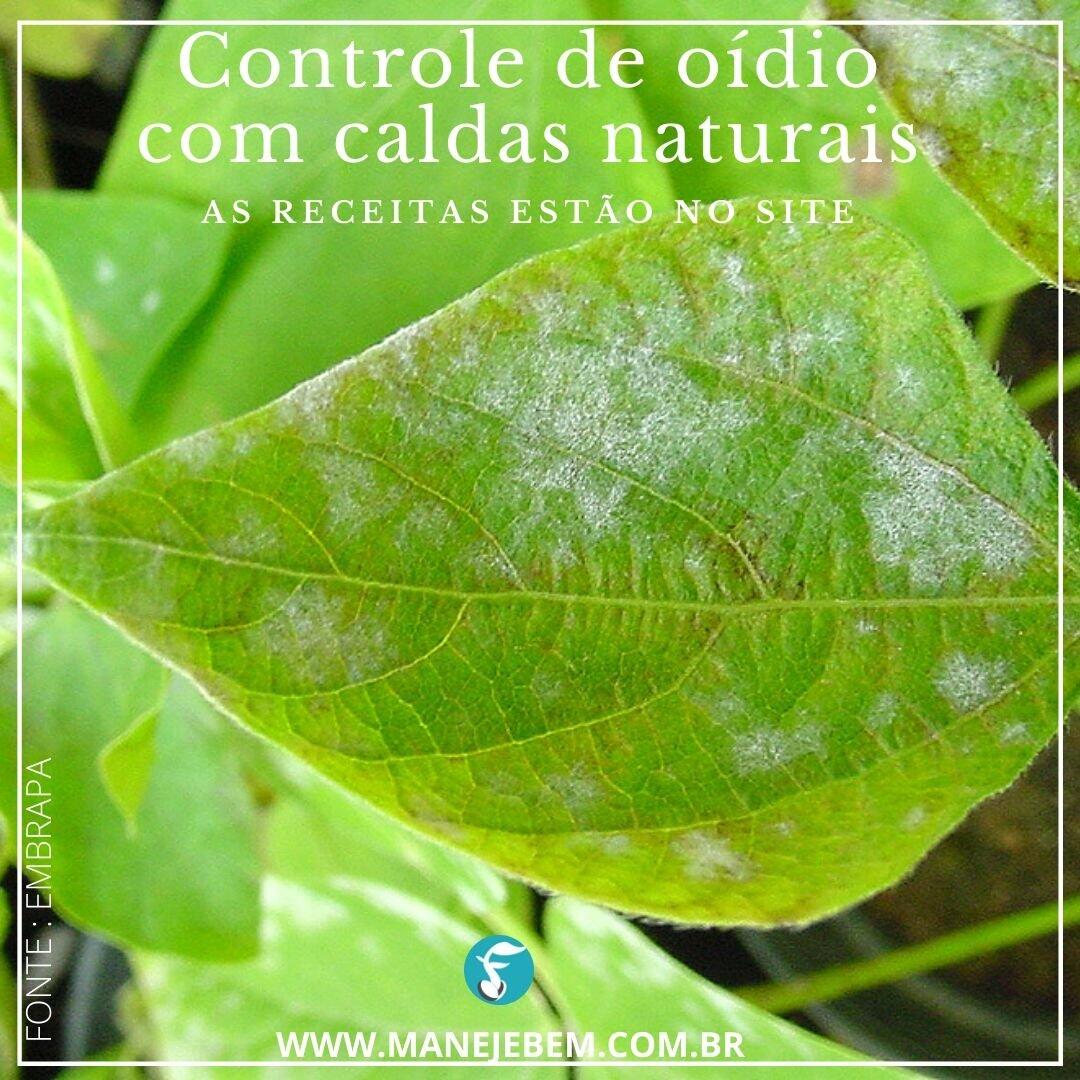 Oídio e Míldio: Reconhecendo os Sinais e Sintomas em Suas Plantas - inspiração 2
