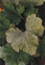 Leite Integral vs. Desnatado: Qual a Melhor Opção Para o Seu Jardim? - inspiração 1