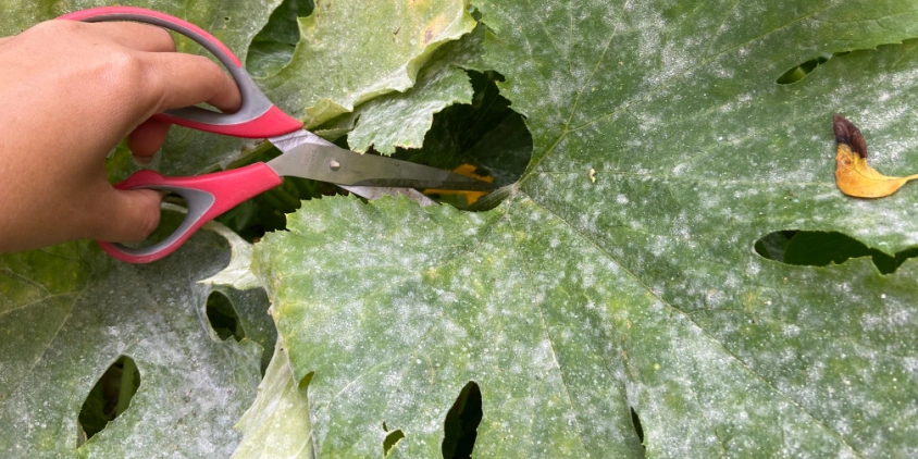 A Preparação Perfeita: Diluição e Concentração Ideais - inspiração 1